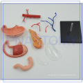 PNT-0459 body of stomach function